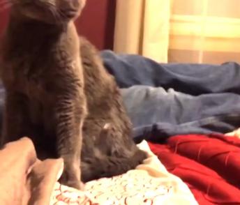 Angry Kitties and cats video