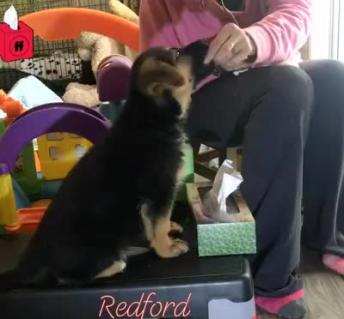 Puppy learns to fetch tissues during service dog training