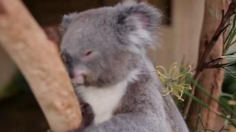 Monarch butterfly photobombs Koala bear