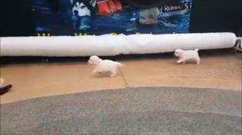 5 week old retriever puppies swim for the first time