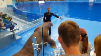 Amazing walrus entertaining the audience