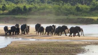 Elephants running away