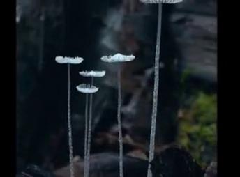 Stunning timelapse of mushrooms!!