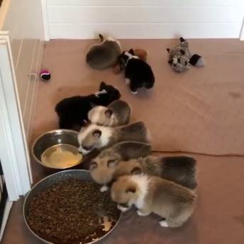 Goofy puppies playing