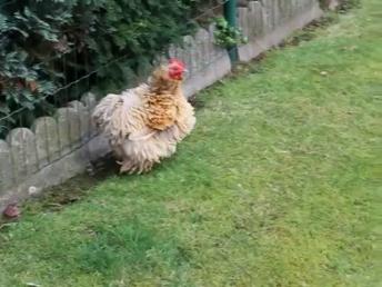 Funny and cute Cat vs Chicken 