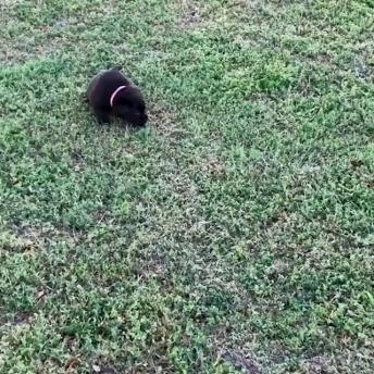 Adorable puppies playing around at a park