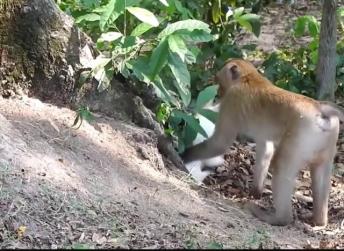 Monkey and rabbit are best friends