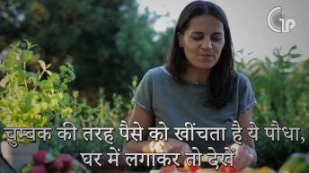 चुम्बक की तरह पैसे को खींचता है ये पौधा एकबार लगाकर तो देखें ये पौधा | Money Plant | Lal Kitab