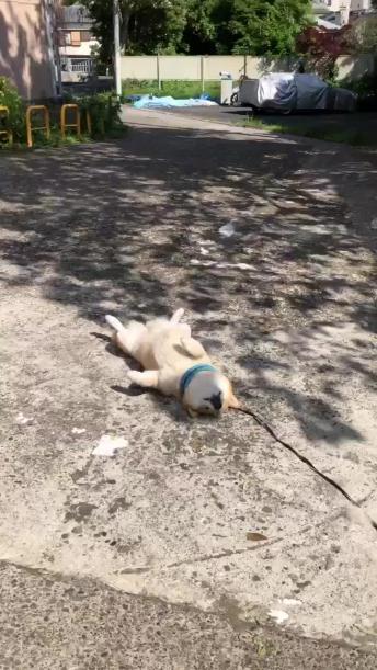 Tired Pupper Cuts His Morning Walk Short For A Power Nap