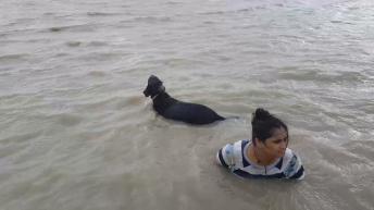 Dog Swimming in Sea | Ceaser My Pet Video