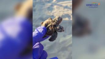 അത്ഭുതമായി രണ്ട് തലയുള്ള അപൂര്&zwj;വ്വയിനം കടലാമ