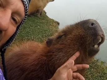 Friendly Capybara loves getting his head scratched