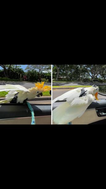 Koko the Cockatoo absolutely loves to car surf