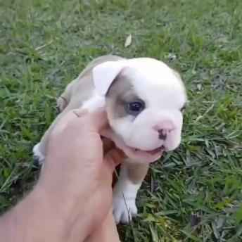 Just some tiny wrinkly bulldog puppies