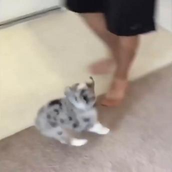 Puppies are always the cutest.  