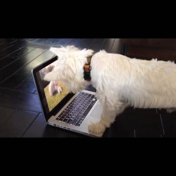 Adorable puppies fun video