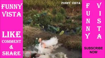 Do Not Laugh or Grin  Open Challenge  Laugh Factory  Try to Not Laugh  Vines Funny  Vista #3 