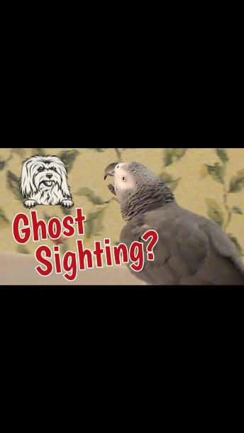 Psychic parrot sees the ghost of a dog friend