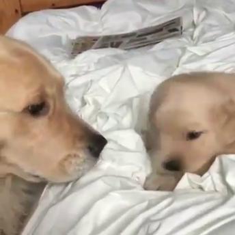 Puppy waking up with mother
