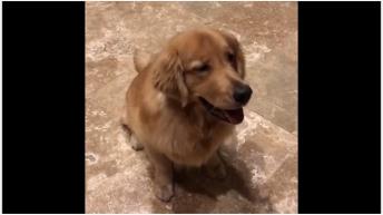 Dog follows bouncing ball's every move