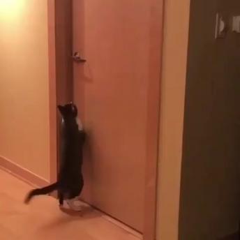 Cute and funny cats activity!!