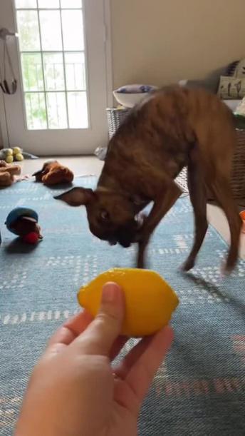 Puppy has priceless reaction to tasting a lemon