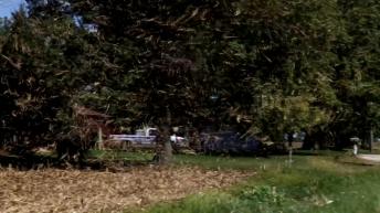 Have you ever seen a corn stalk tornado