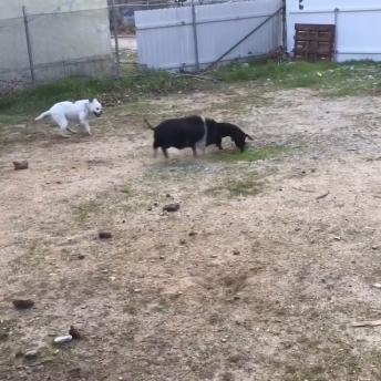 Animal funny running around compilation 