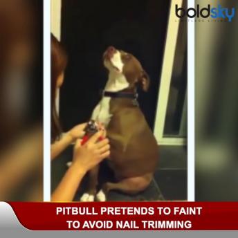 Dramatic Dog Faints to avoid nail trimming, VIRAL VIDEO | Dog hilarious stunt goes viral