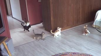 So many cute hungry kittens 