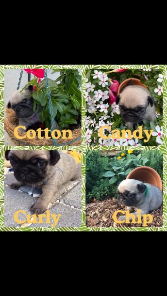 Puppy Cam (8/25 Day)