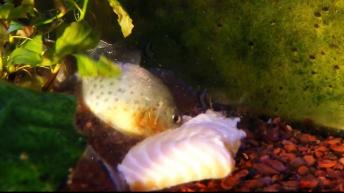 Vicious piranha feast on salmon fillet