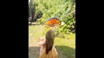 Animal cute compilation video