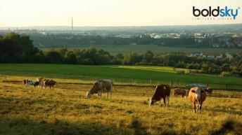 Cow in Hindu Religion | हिन्दू गाय को मानतें हैं देवी देवताओं का मंदिर, जानें क्या है वजह