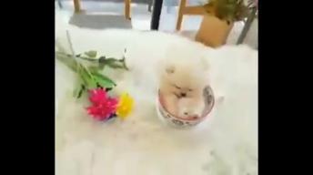 Mini pomeranian puppies dogs best funny and cute video!