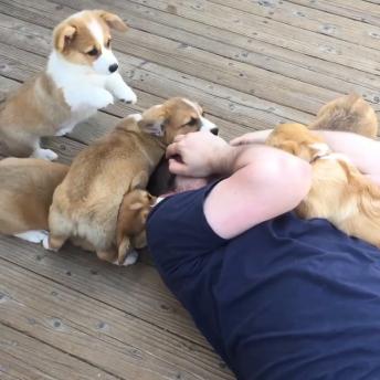 Cute Puppies everywhere 