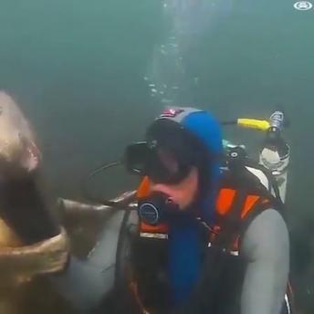 Seals are Human's friend in the oceans