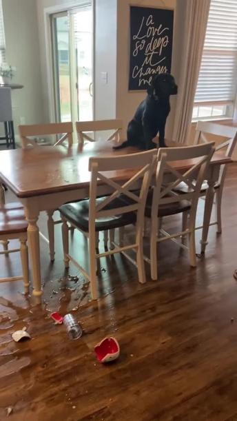 Troublesome dog jumps on table, makes a huge mess