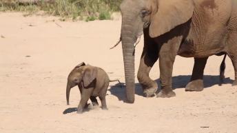 Cute Baby Elephant!