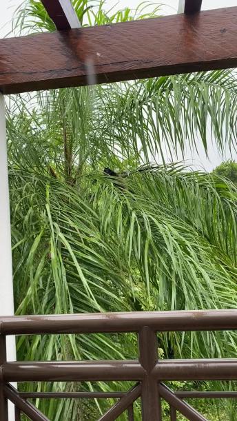 Three Monkeys Visit Porch During Hurricane
