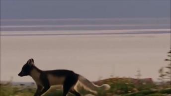 See how a bird saves his babies from other animals