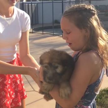 Everyone loves puppies  