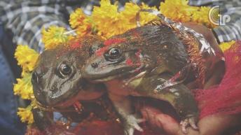 इस प्राचीन मंदिर में होती है मेंढक की पूजा जानिए क्यों | FROG TEMPLE | You Should Know