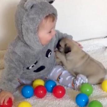 Cuteness overload puppies and babies 