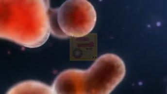 इन आहार के सेवन से कभी भी कैंसर की बीमारी नहीं होगी