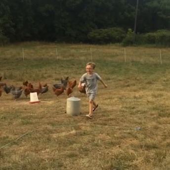 ಕೋಳಿ ಜಗಳ ನೋಡಿದ್ದೀರಿ , ಕೋಳಿ ಹಾಗು ಮನುಷ್ಯನ ಜಗಳ ನೋಡಿದ್ದೀರಾ ?