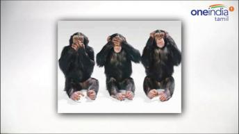 இனி 3 குரங்கு கிடையாது மக்களே! 4 குரங்கு- வீடி