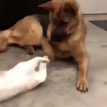Cats playing with dogs compilation!