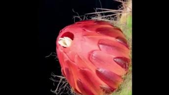 Beautiful Flower blooming timelapse!!