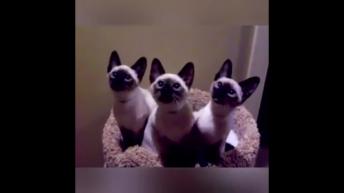 Cats funny reactions